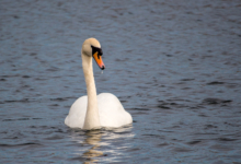 Swan at Fleetwood Marsh Nature Reserve