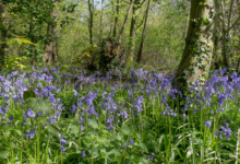 Bluebells in Witch Wood