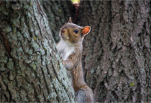 Boston Squirrel