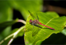 Red Saddlebags Dragonfly