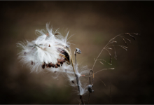 Feathery Seed Heads