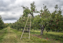 Hilltop Orchard Near Richmond