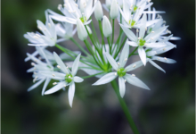 Wild Garlic Close-Up