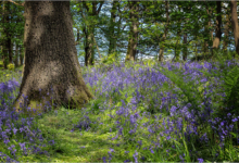 Spring Wood Bluebells