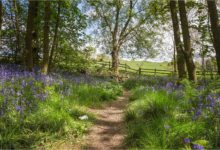 Spring Wood Path