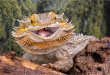 Laughing Bearded Dragon