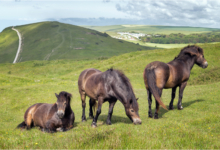 Dorset Ponies on Bindon Hill