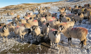 Sheep At Trow Gill