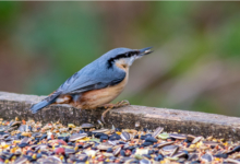 Nuthatch At The Bird Table