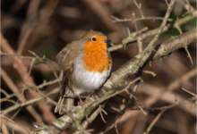 Robin In The Bushes