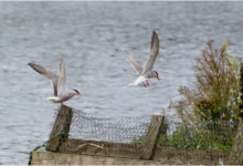 Terns Taking Off
