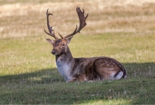 Resting Fallow Stag