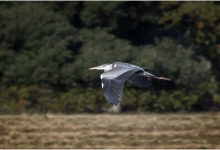 Grey Heron In Flight