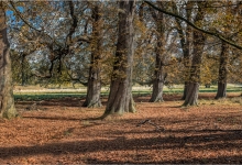 Woodlands at Holkham