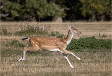 Running Fallow Deer