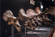 Triceratops Skulls