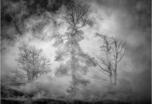 Steamy Trees Mono