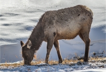 Female Elk Grazing