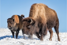 Mother and Young Bison