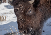 Bison Looking For Grass