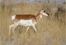 Female Pronghorn Antelope