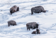 Bison Foraging In Deep Snow