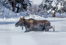 Moose In Deep Snow