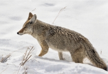 Coyote In The Snow