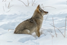Coyote Listening For Prey