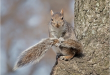 Squirrel Grooming