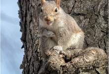 A Laughing Squirrel