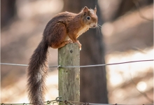 Squirrel Post