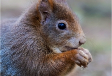 A Munching Squirrel