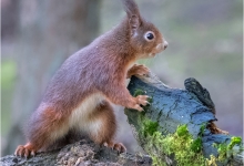 Red Squirrel Lookout
