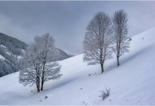 Winter Trees In Hinterglemm