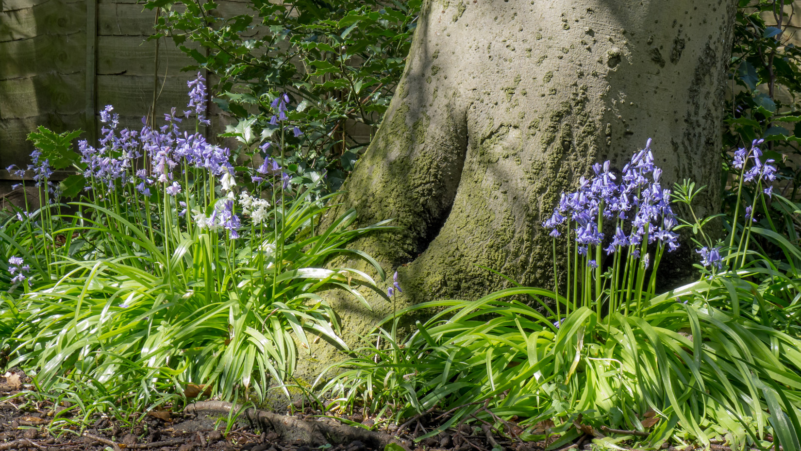 Bluebells in Witch Wood