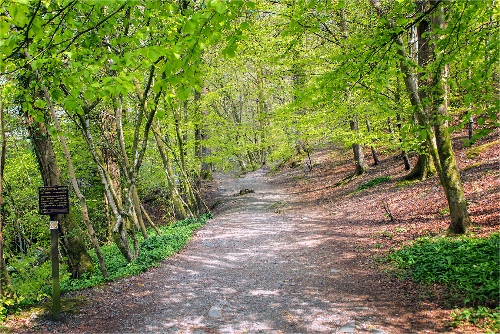 Stock Ghyll Woods