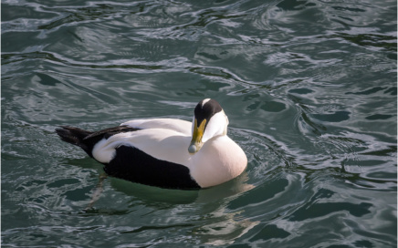 Eider Duck