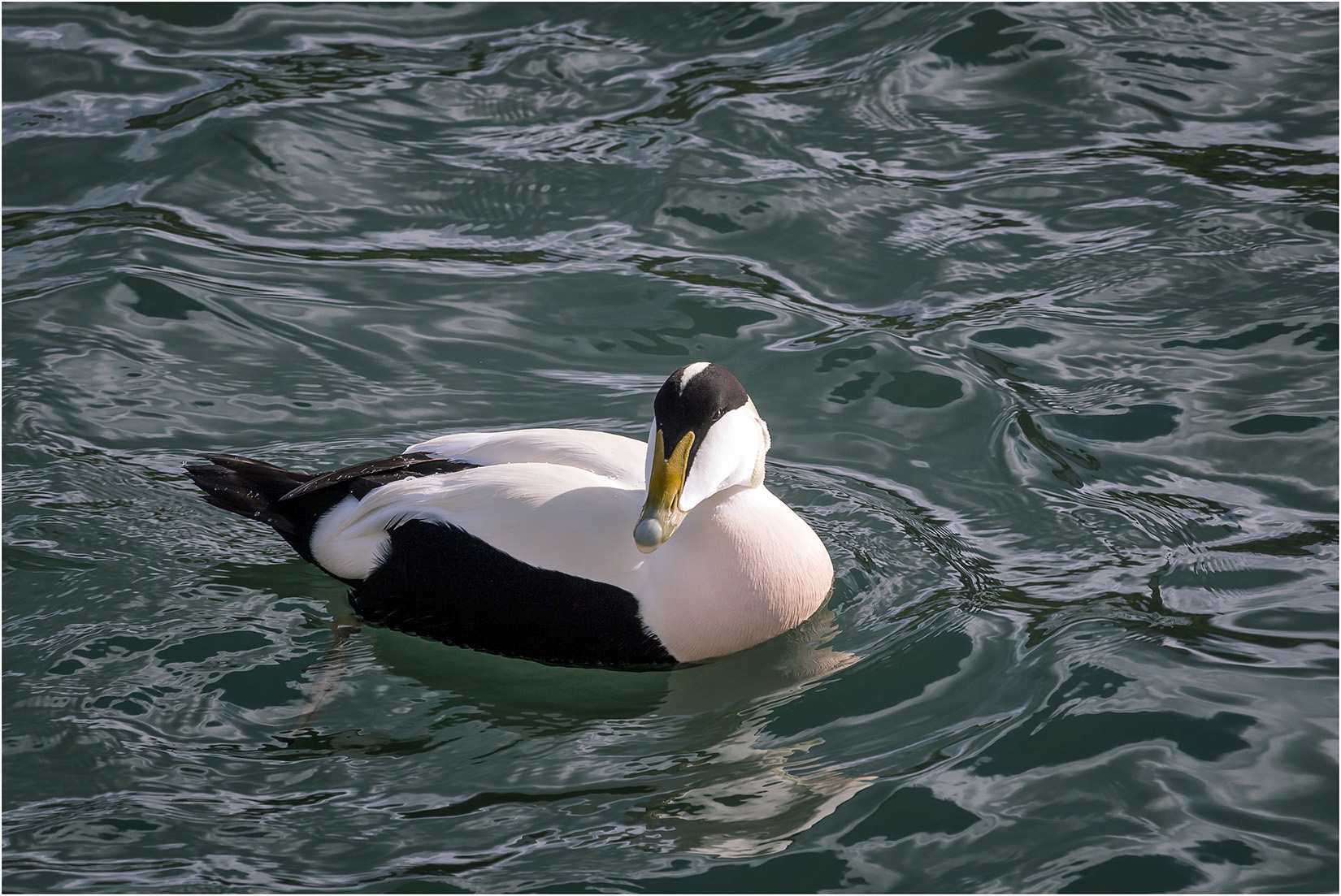 Eider Duck