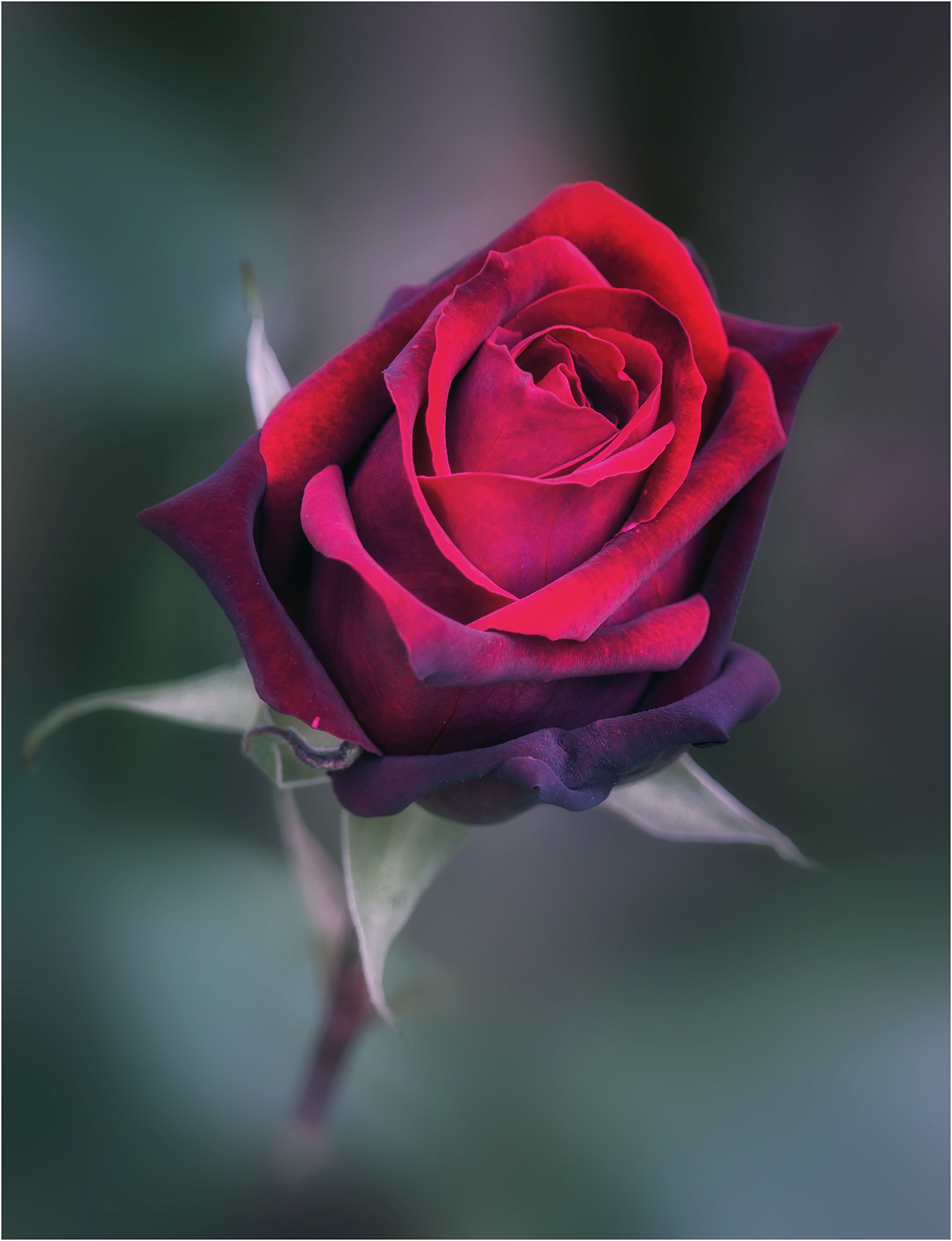 A Dusky Rose fotospot