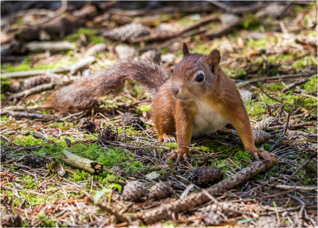 Formby Red Squirrel