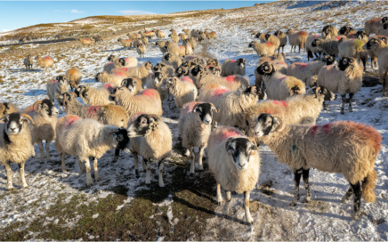 Sheep At Trow Gill