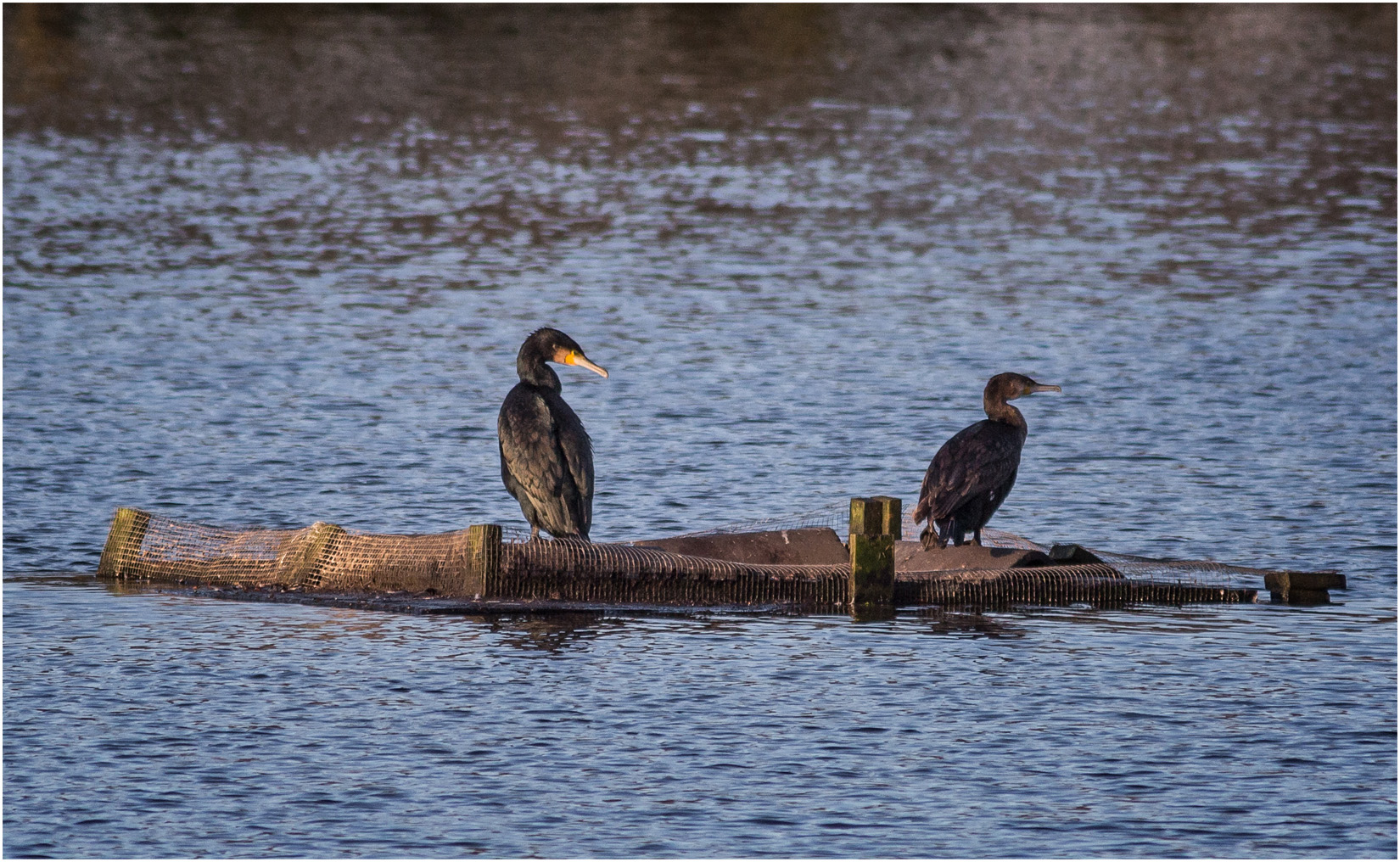 Cormorants