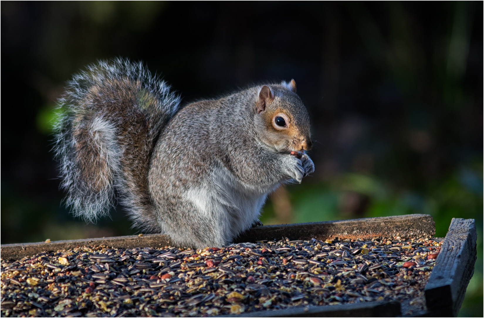 Grey Squirrel At The Bird Table
