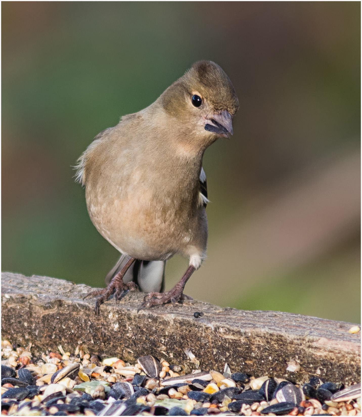 Female Chaffinch At The Bird Table