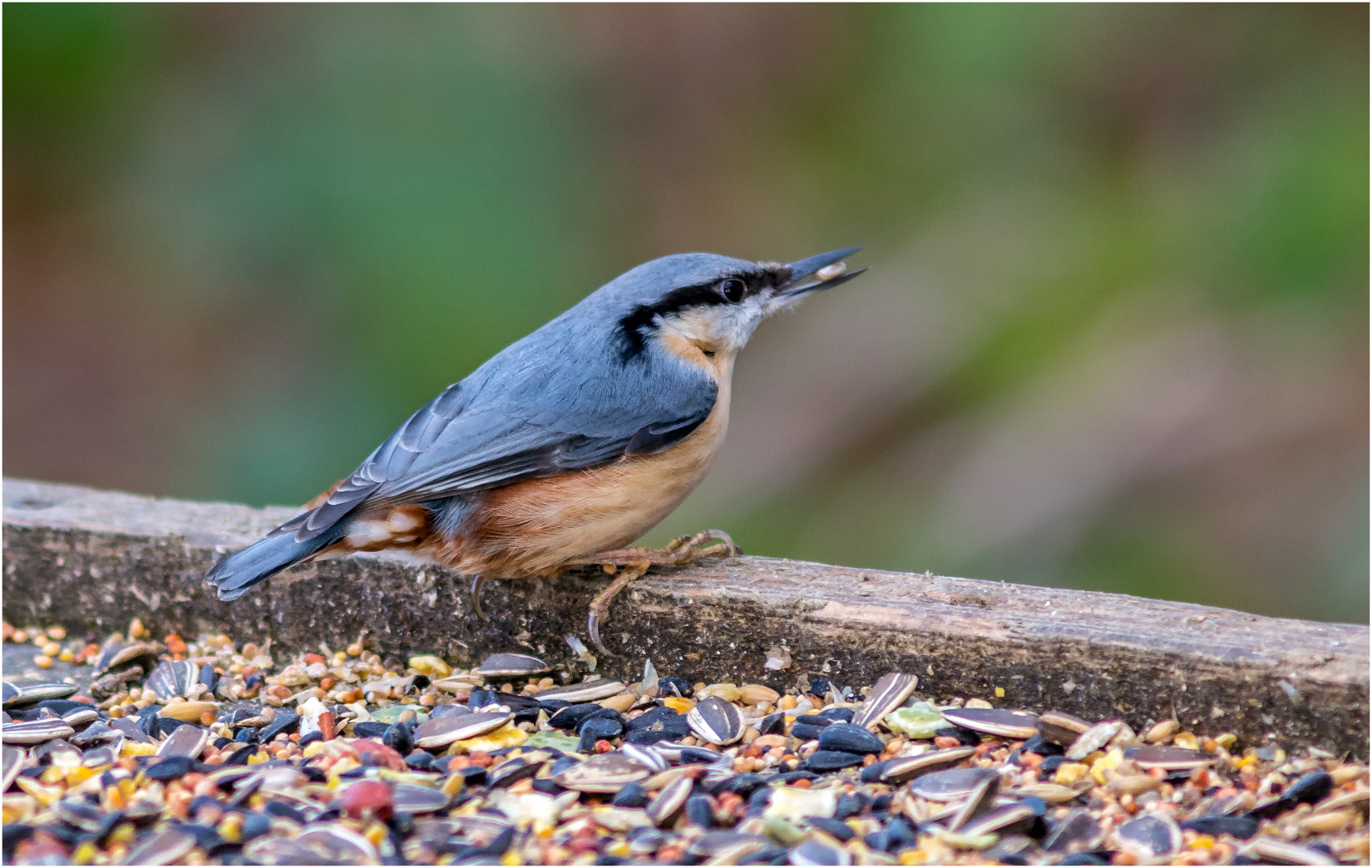 Nuthatch At The Bird Table
