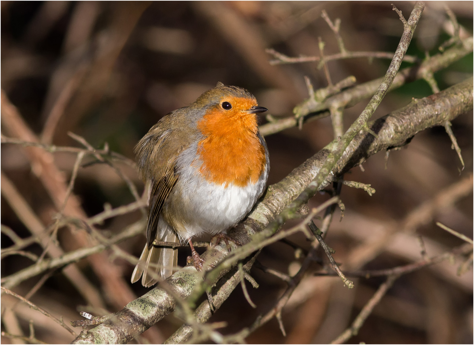 Robin In The Bushes