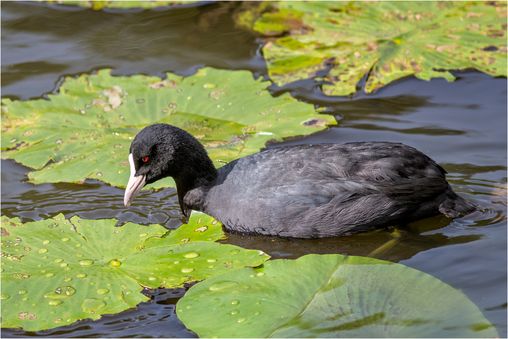 Coot Feeding