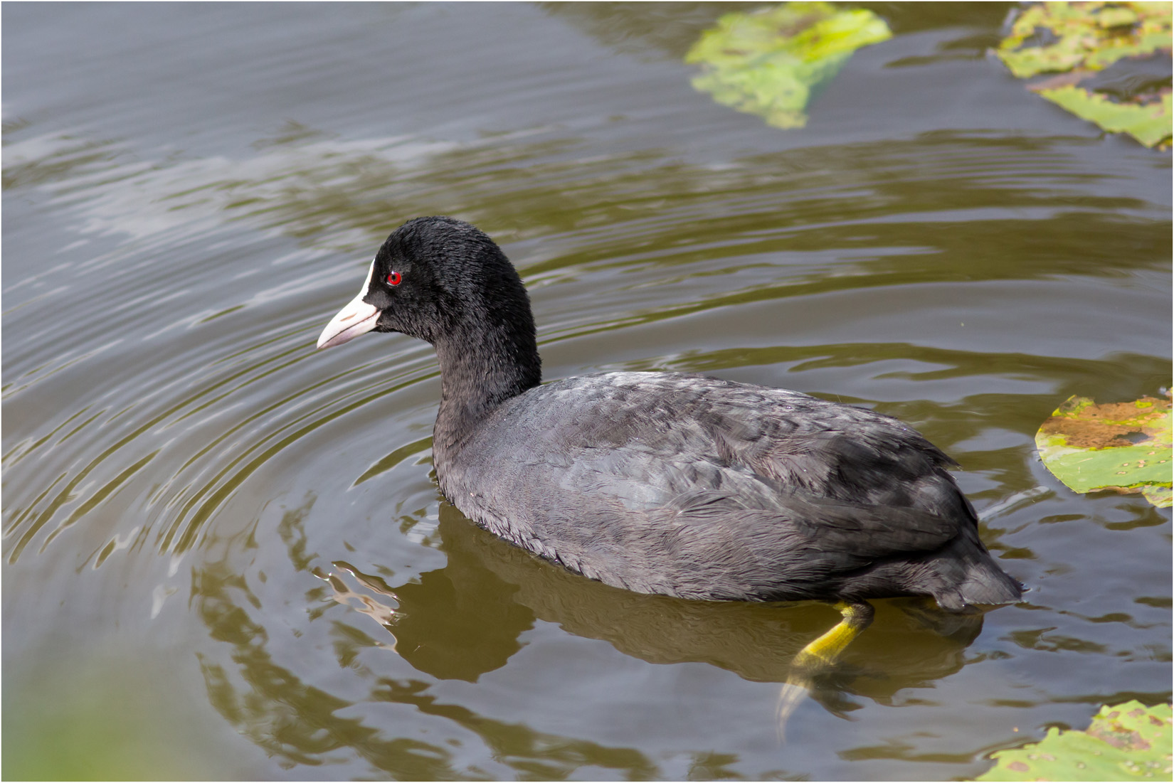 Coot