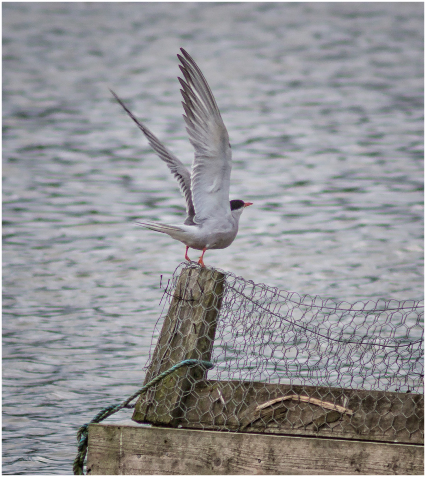 Terns Taking Off